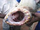 Amazing World, Creatures of Wonder! 3