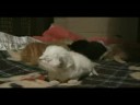 Chatons de Kelly agés de 7 et 9 jours