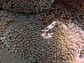 Banded Sea Snake/ Porcelain Crab/ Nudibranches/ Jacks at Anilao Philippines