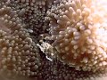 Banded Sea Snake/ Porcelain Crab/ Nudibranches/ Jacks at Anilao Philippines