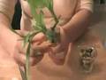 videos de Making Lucky Bamboo Wedding Favors
