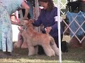 Wheaten Terriers at Olympic kennel club 8/16/08
