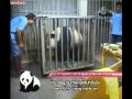 Panda Chuang Chuang don't like injection !