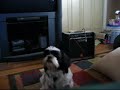my dog belting one out