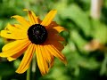 Father Of Compassion - 365Promises.com