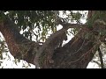 leopard climbing tree.mpg leopard climbing tree.mpg