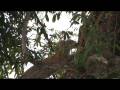videos de leopard climbing tree.mpg