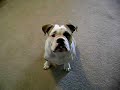 My Olde English Bulldogge My Olde English Bulldogge