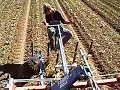 Eatwell Farm Finger weeder in action