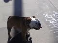 worlds best  skate boarding dog