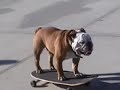 worlds best  Skate boarding dog
