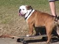 worlds best  skate boarding dog