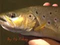 Fly fishing Goulburn Valley oveview short intro