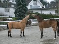 pt-1-the-aqha-western-pleasure-horse-2003.html