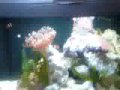 Áquario Marinho Nano 60 litros, vários peixes palhaços (6), hepatus (1) vários corais (frog spaw, sun coral, leather umbrella, cloves, green star polyps).Rua Itália, 347, Jd. Cica, Jundiaí - SP. 