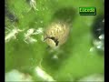 Controladores Biologicos