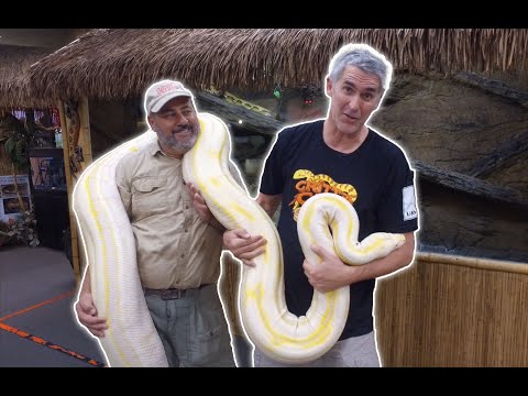 YouTube reptile video