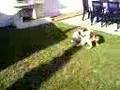 enore mon chien
