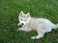 sheira-my-siberian-huski.html