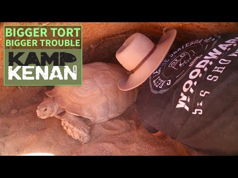 YouTube reptile video