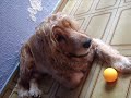 Companheirismo