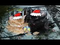 Happy Christmas Everyone