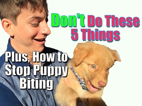 how to eliminate puppy biting