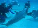 dolphin-dive.html