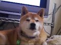 ?????????????Shiba Inu