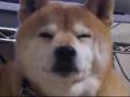 ね・・・眠い・・・ 柴犬 Shiba Inu