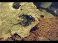 phidippus audax   bold jumping spider