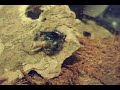 phidippus audax   bold jumping spider