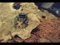 phidippus audax   bold jumping spider