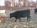 Pohlman Breds 4 Pohlman Breds 4