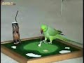 talented feathered friend talented feathered friend