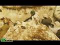 Sampolit Film - The Latvian Legion