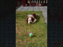 DOL springers 2008.wmv