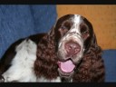 DOL springers 2008.wmv DOL springers 2008.wmv
