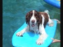 DOL springers 2008.wmv