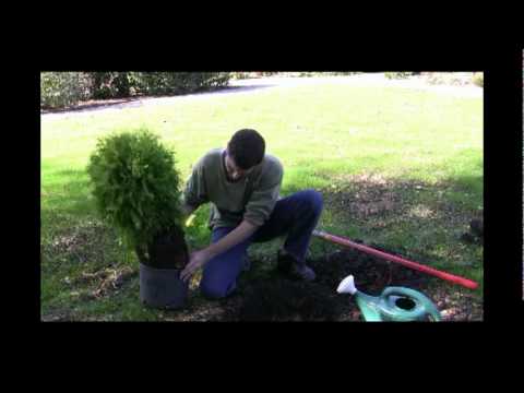 how to replant a large shrub