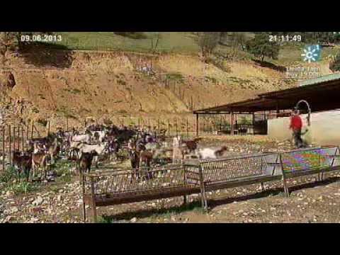 Mar - Juan Manuel Montesinos reúne a los machos de raza payoya en un corral hasta la fecha de cubrición. En el rebaño está el macho cascón, el más fuerte. Juan Man...