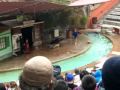Sea Lion Show   at San Diego Zoo