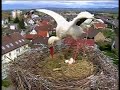 Stork\