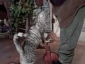 Egyptian Mau -\"Christmas\" riding trike, rolling over, tricks Egyptian Mau -\"Christmas\" riding trike, rolling over, tricks