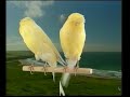 Naturaves - (Postura) Lancasire.avi