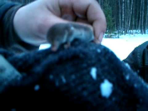 животное землеройка