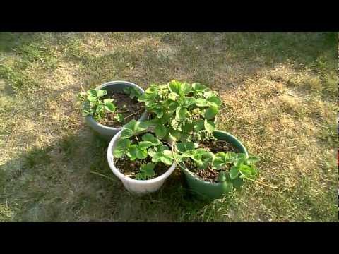 how to fertilize everbearing strawberries