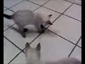 Video from My Phone (1112071614.3g2)