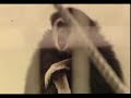 white-handed-gibbons-singing.html
