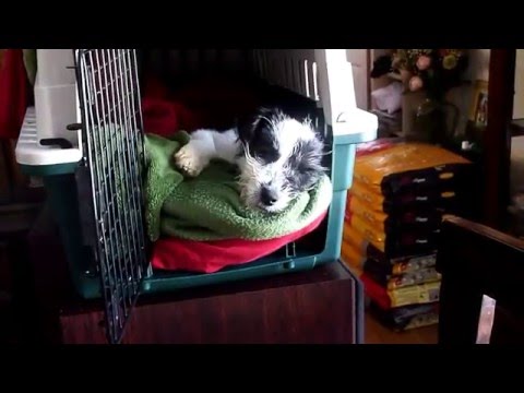 how to cure parvovirus in shih tzu